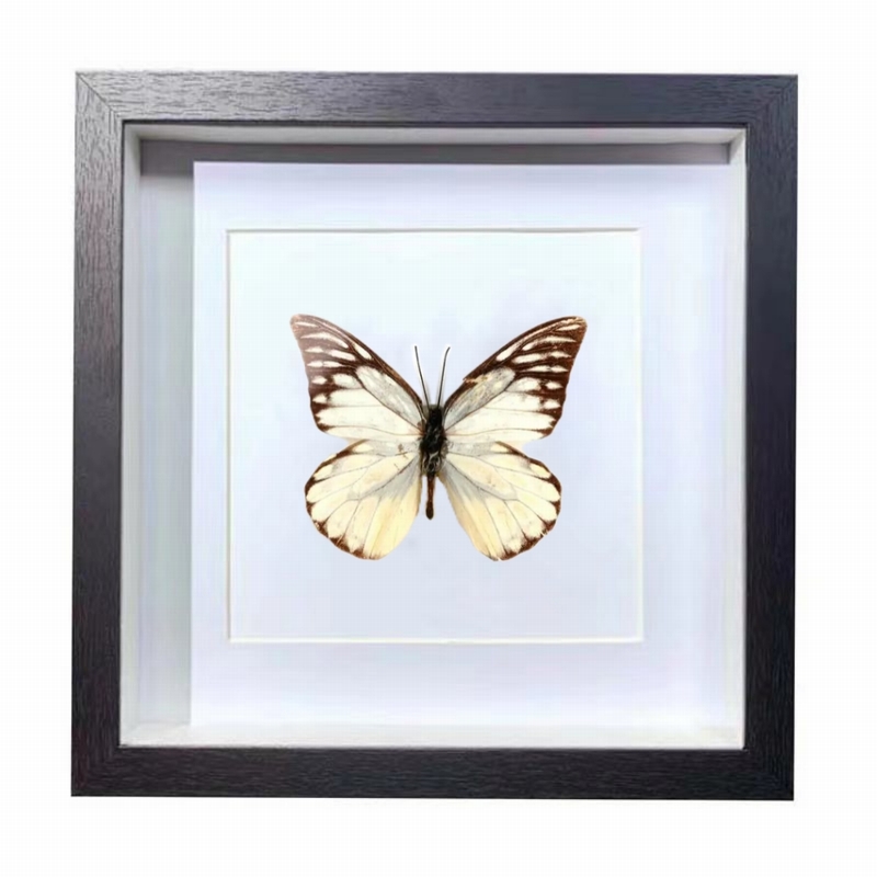 Buy Butterfly Frame Prioneris Thestylis Suppliers & Wholesalers - CF Butterfly