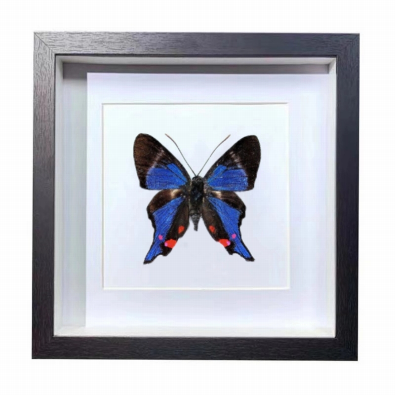Buy Butterfly Frame Rhetus Periander Suppliers & Wholesalers - CF Butterfly