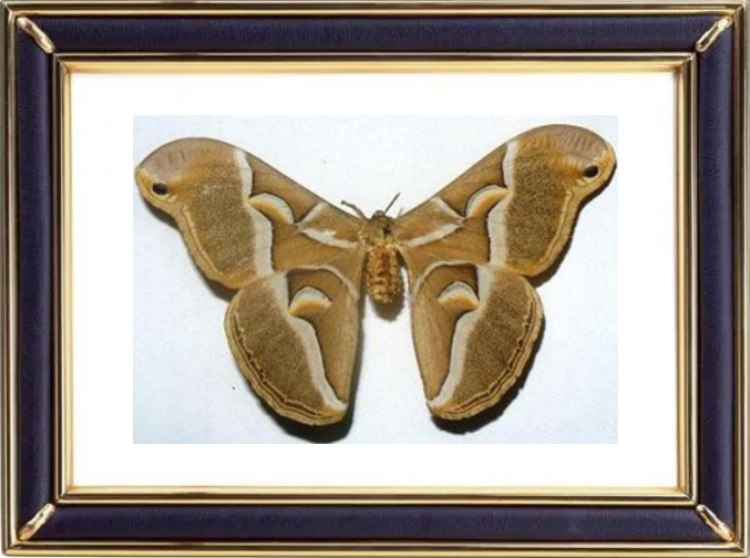 Samia Cynthia Moths Suppliers & Wholesalers - CF Butterfly