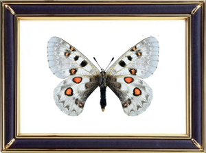 Parnassius Tianschanicus Butterfly Suppliers & Wholesalers - CF Butterfly
