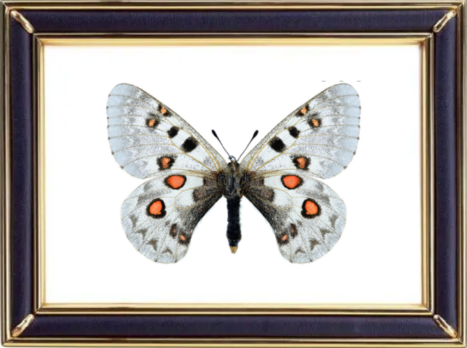 Parnassius Tianschanicus Butterfly Suppliers & Wholesalers - CF Butterfly