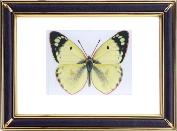 Colias Hyale & Pale Clouded Yellow Butterfly Suppliers & Wholesalers - CF Butterfly