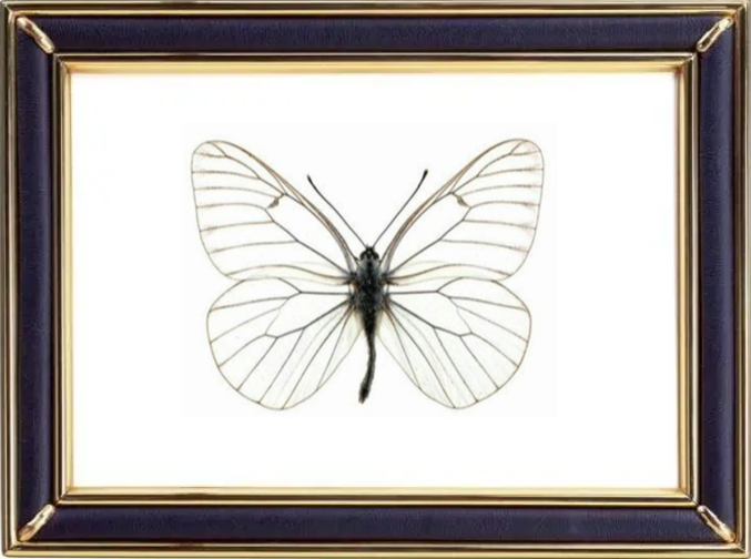 Aporia Crataegi & Black Veined White Butterfly Suppliers & Wholesalers - CF Butterfly