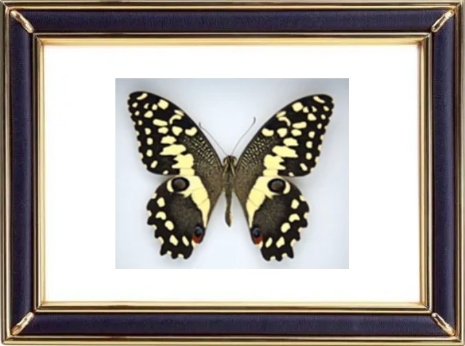 Papilio Demoleus & Lime Butterfly Suppliers & Wholesalers - CF Butterfly