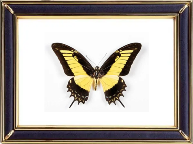 Papilio Androgeus & Queen Swallowtail Butterfly Suppliers & Wholesalers - CF Butterfly