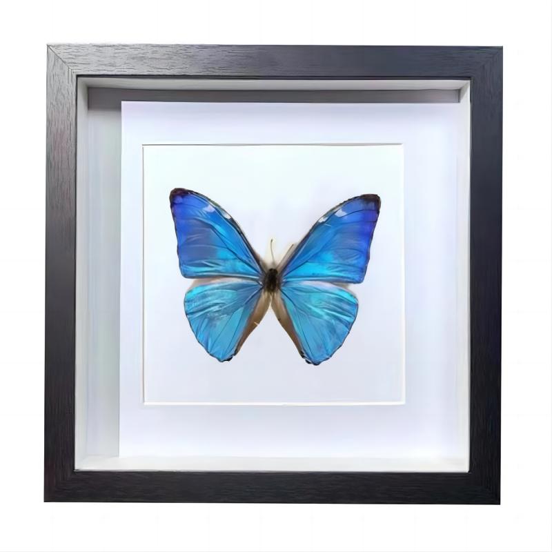 Buy Butterfly Frame Morpho Adonis Suppliers & Wholesalers - CF Butterfly