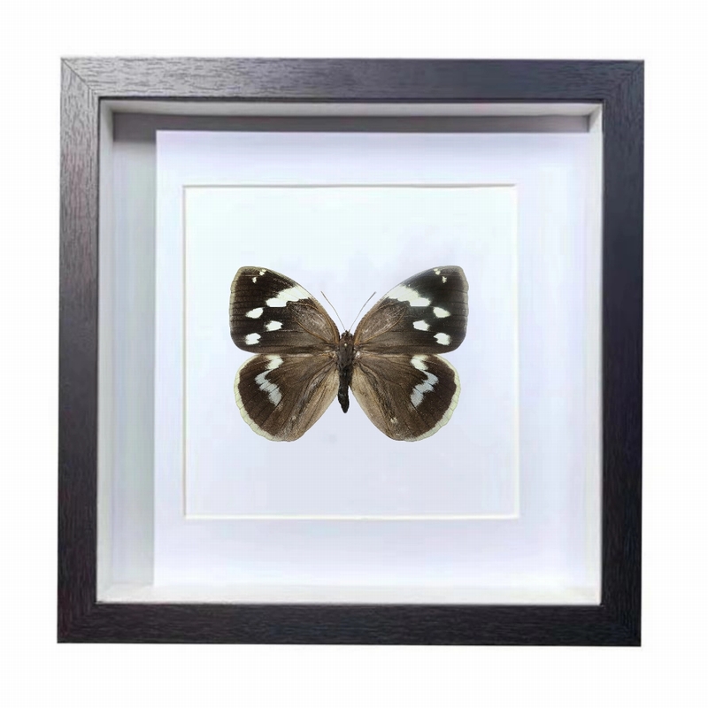 Buy Butterfly Frame Dynastor Darius Suppliers & Wholesalers - CF Butterfly