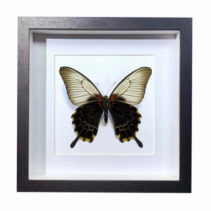 Buy Butterfly Frame Papilio Lowii Suppliers & Wholesalers - CF Butterfly