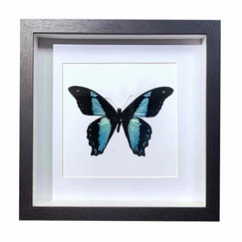 Buy Butterfly Frame Papilio Nireus Suppliers & Wholesalers - CF Butterfly