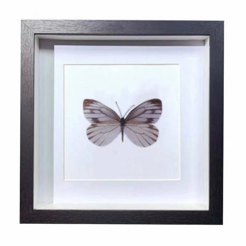 Buy Butterfly Frame Pieris Napi Suppliers & Wholesalers - CF Butterfly
