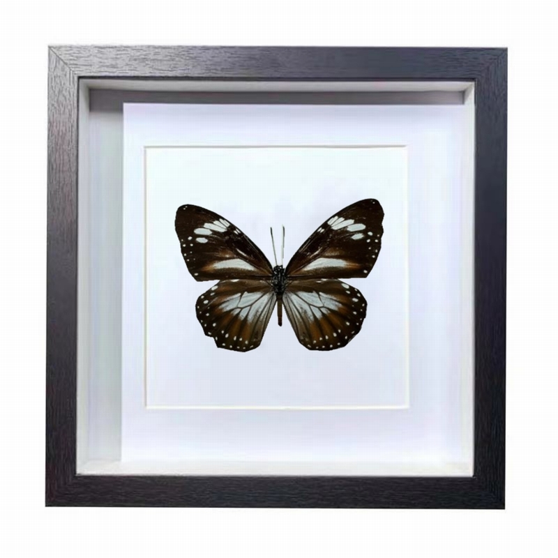 Buy Butterfly Frame Danaus Affinis Suppliers & Wholesalers - CF Butterfly
